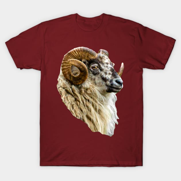 Magnificent Boreray Ram T-Shirt by dalyndigaital2@gmail.com